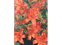 Orange Lilies