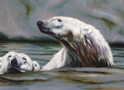 Polar Bears